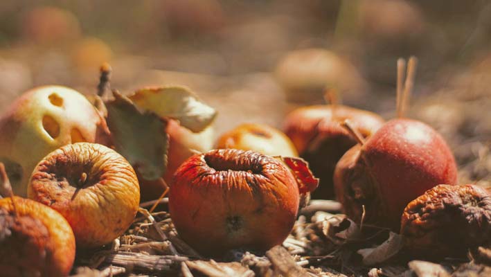 Madspild skal bekæmpes i fællesskab