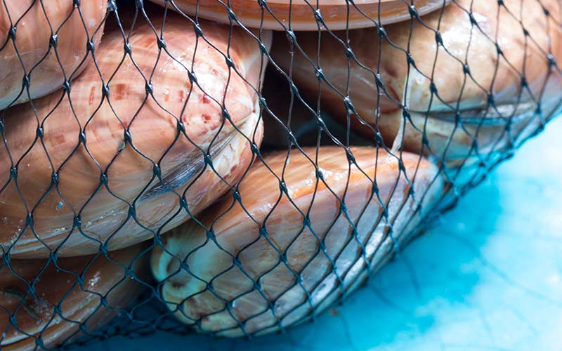 Godt design af maskiner til fødevarer nedsætter risiko for madforgiftning